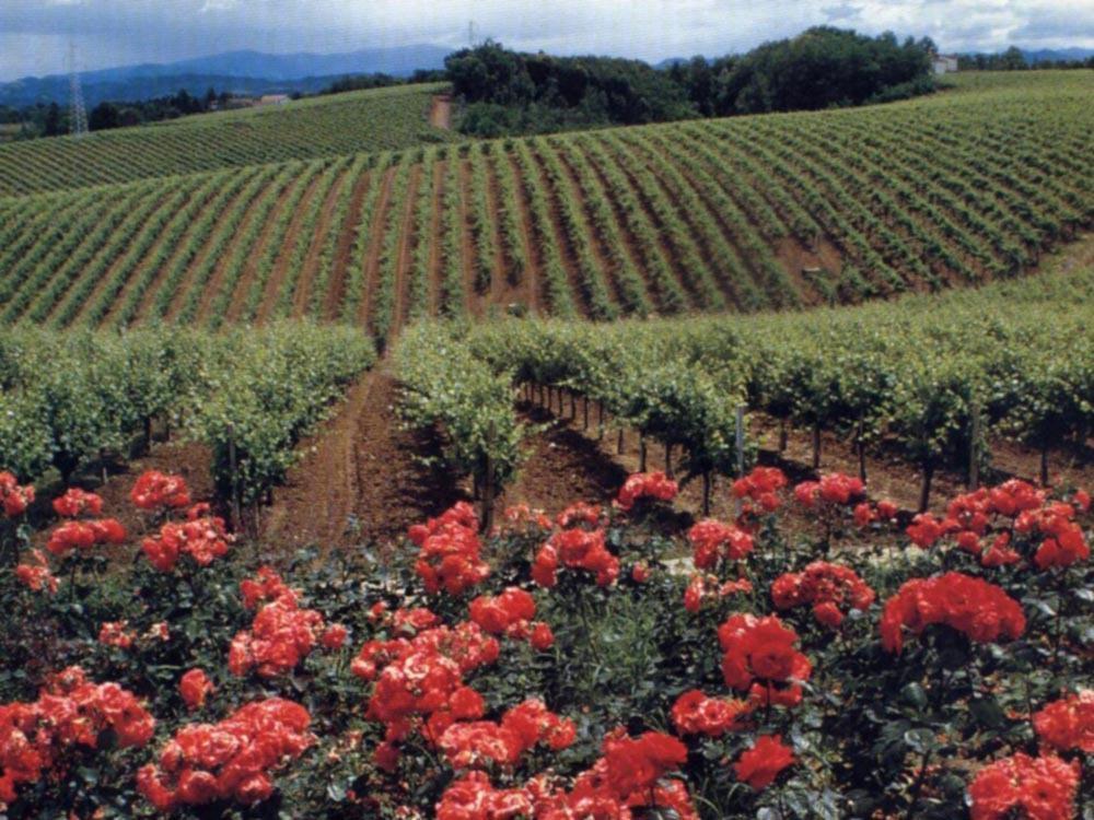 Agriturismo Tenuta La Marchesa Novi Ligure Exteriér fotografie